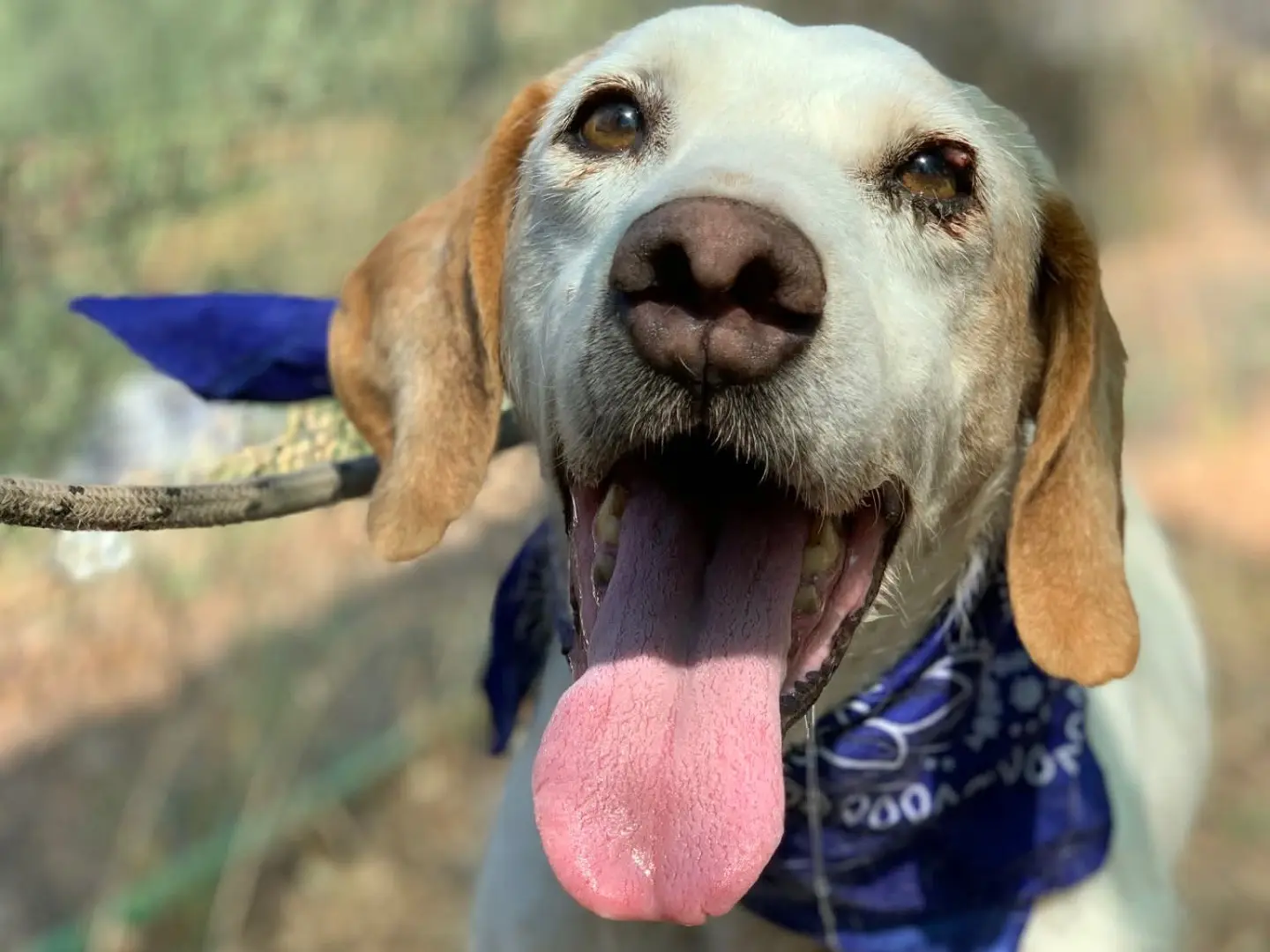 Adozione cane, maschio, Razza sconosciuta Razza sconosciuta, 11 anni e 2 mesi, taglia media, Latina