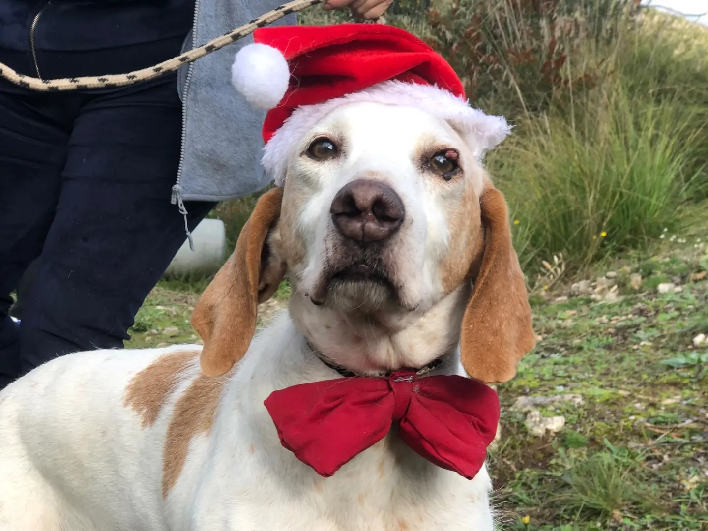 Adotta il cane Pluto a Latina