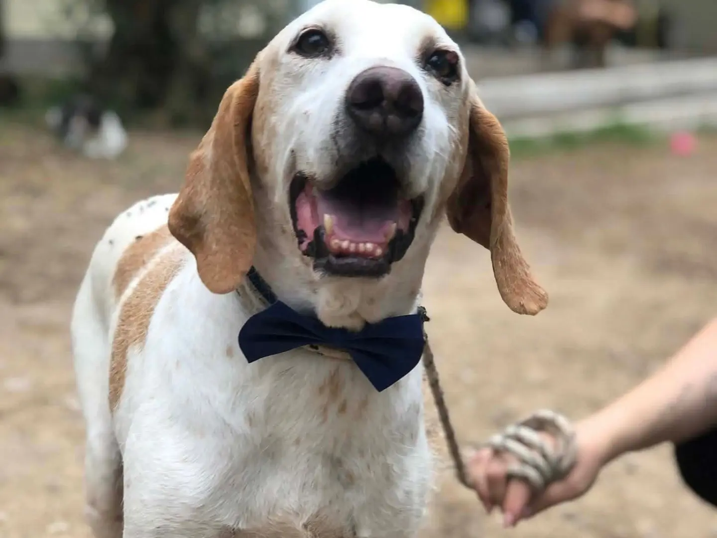 Adotta un cane, maschio, 11 anni e 2 mesi, Latina