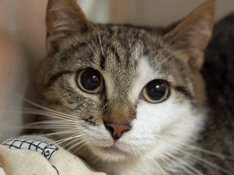 Adozione gatto, maschio, Razza sconosciuta Razza sconosciuta, 1 anno e 8 mesi, taglia non valida, Monza