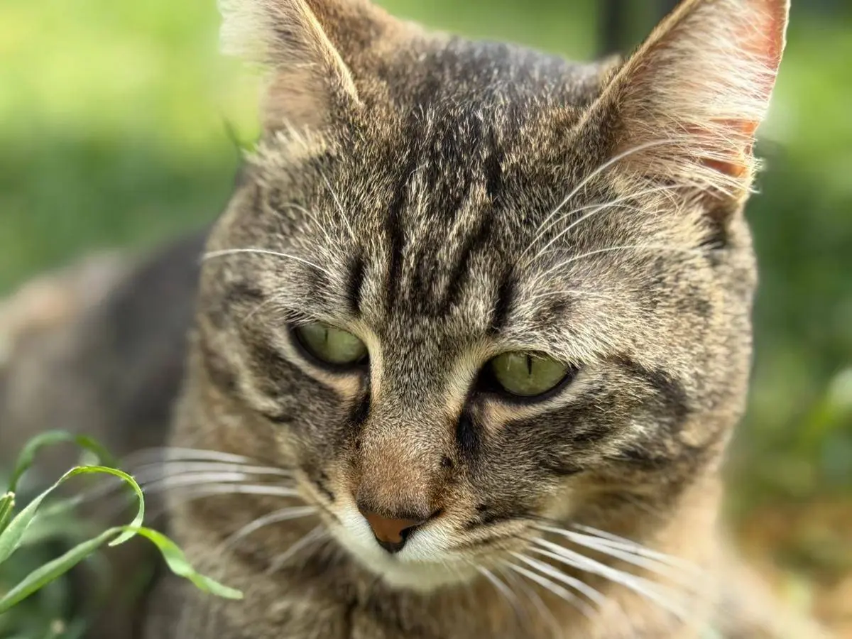 Vuoi adottare un gatto a Ravenna?