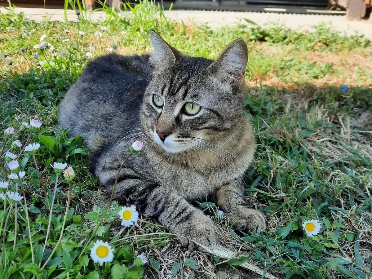 Adotta il gatto Prince a Ravenna
