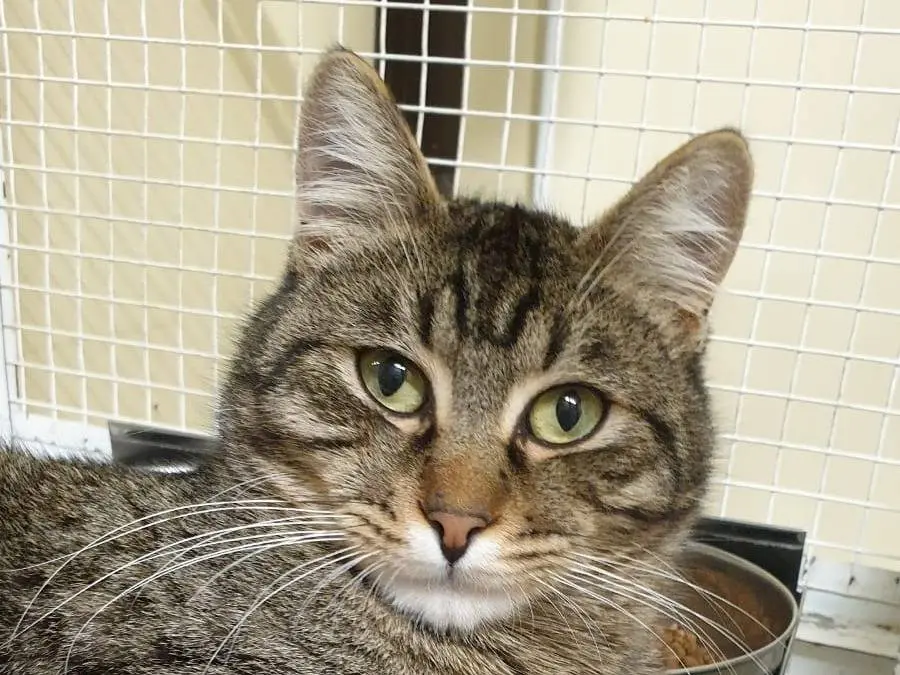 Adotta un gatto, taglia non valida, maschio, Ravenna
