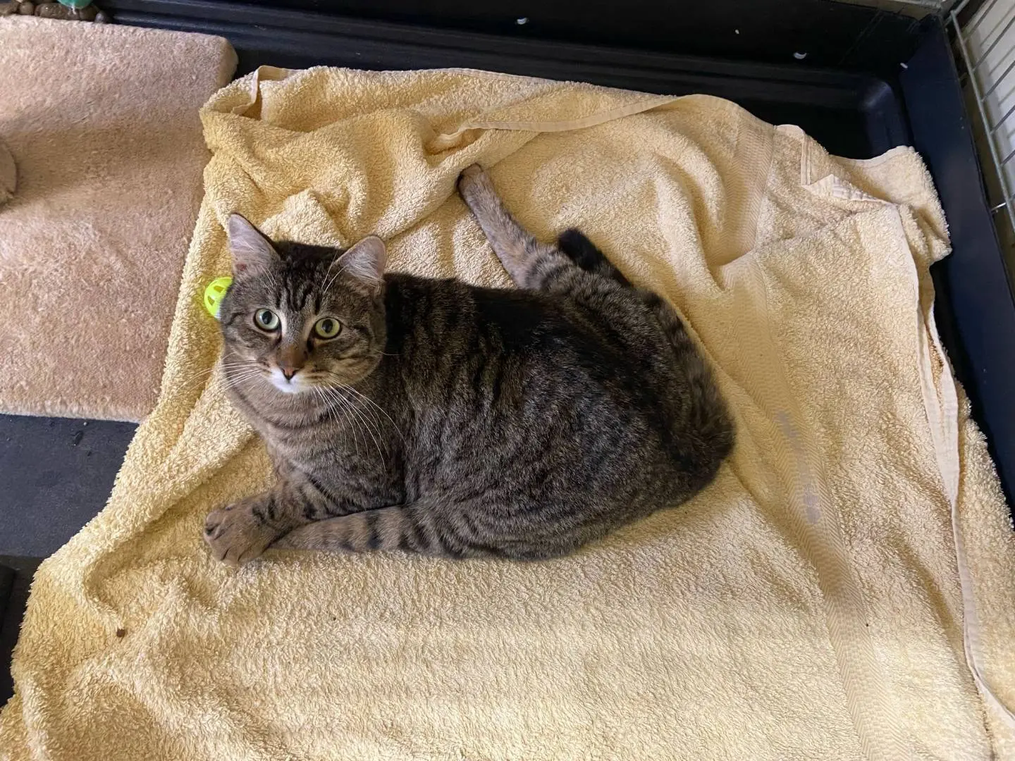 Adotta un gatto, maschio, 3 anni e 9 mesi, Ravenna