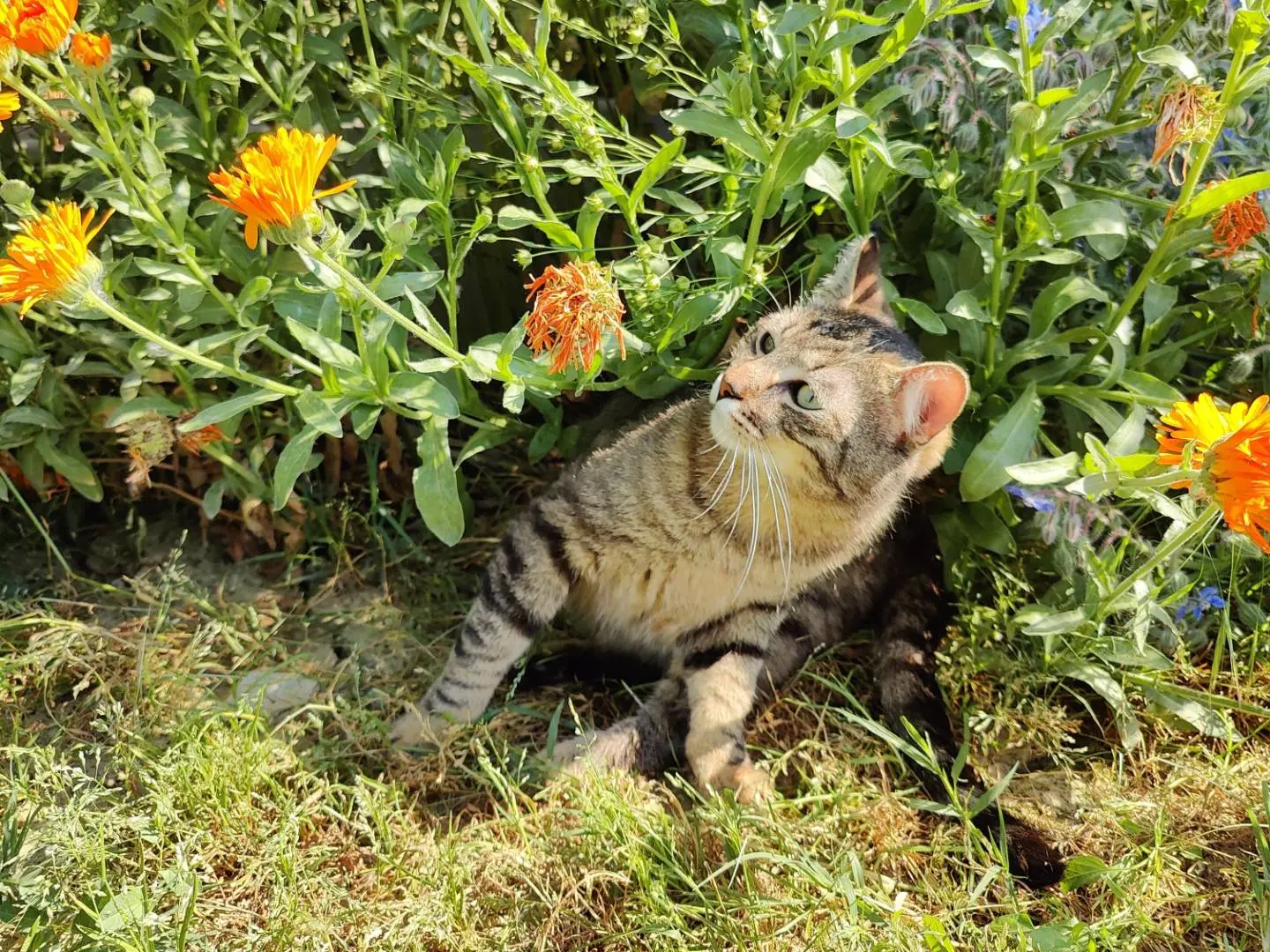 Adozione gatto, maschio, Razza sconosciuta Razza sconosciuta, 3 anni e 9 mesi, taglia non valida, Ravenna