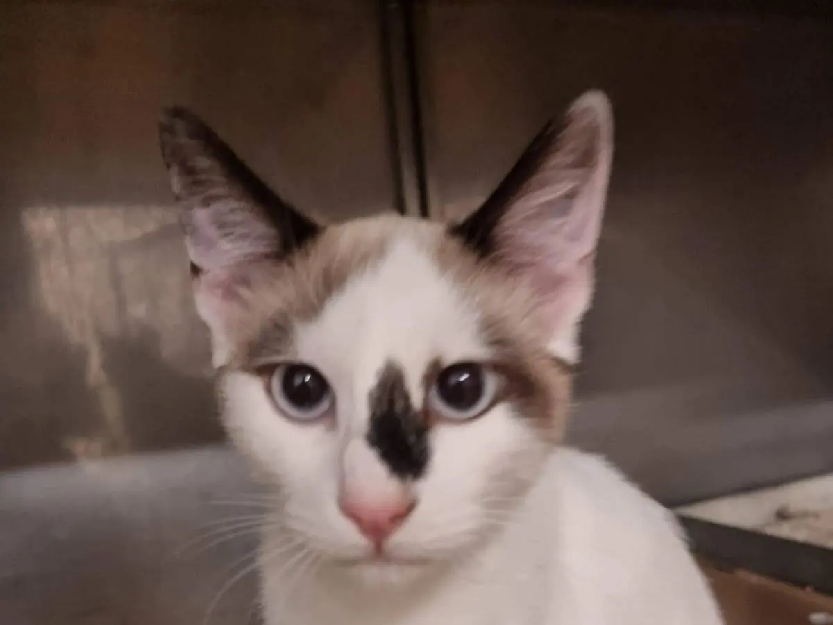 Adotta un gatto, maschio, 4 mesi, Roma