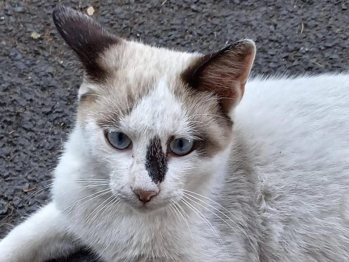 Adozione gatto, maschio, Razza sconosciuta Razza sconosciuta, 4 mesi, taglia non valida, Roma