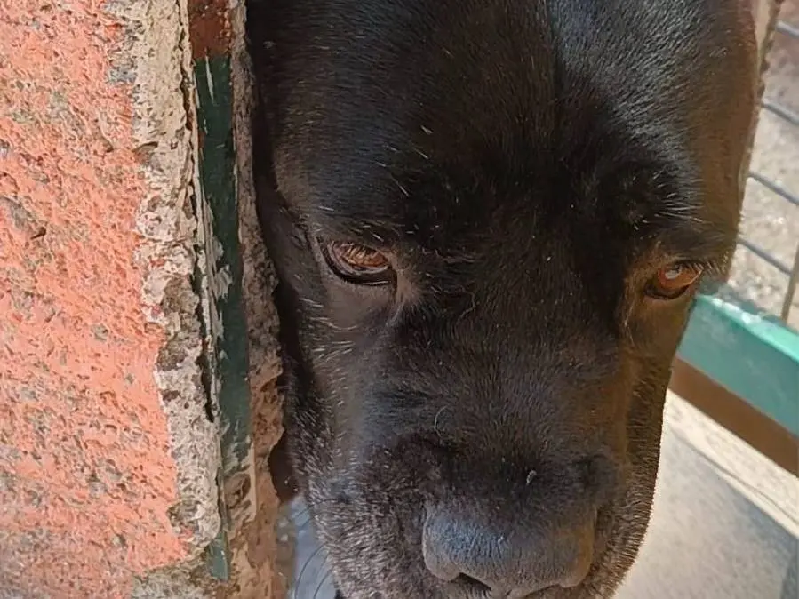 Adozione cane, femmina, Razza sconosciuta Razza sconosciuta, 5 anni e 3 mesi, taglia grande, Grosseto