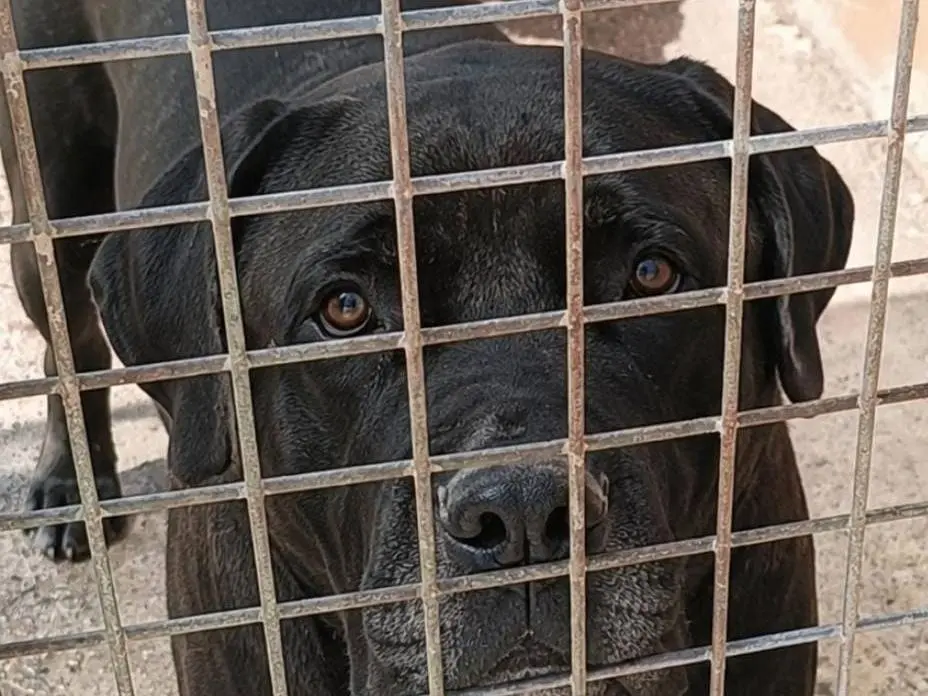 Adotta un cane, femmina, 5 anni e 3 mesi, Grosseto