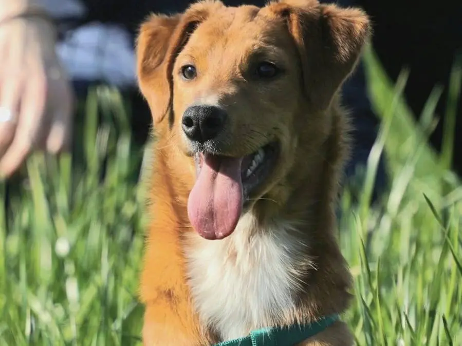 Vuoi adottare un cane a Como?