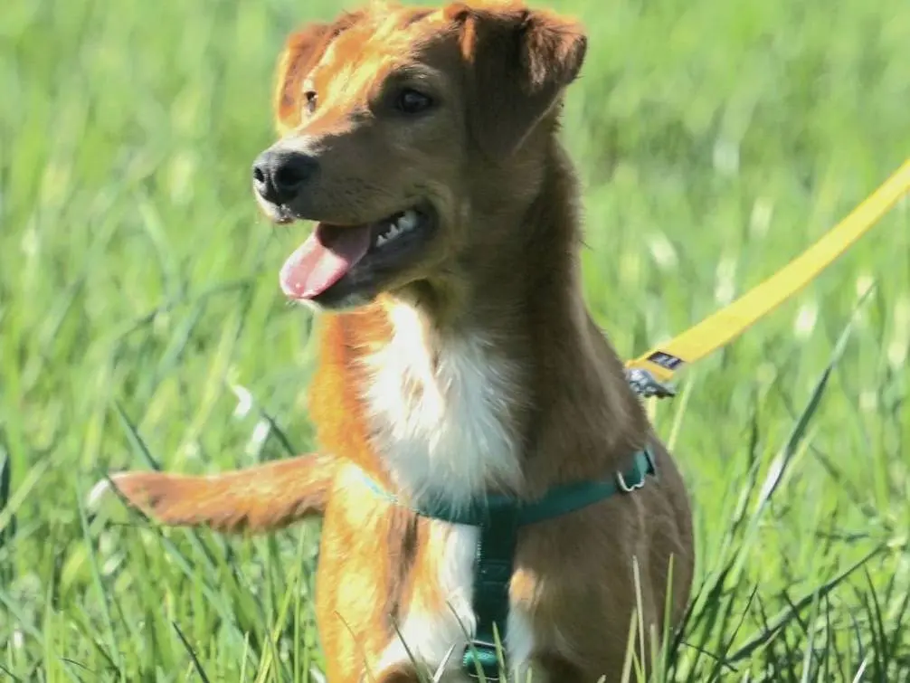 Adozione cane, femmina, meticcio, 3 anni, taglia media, Como