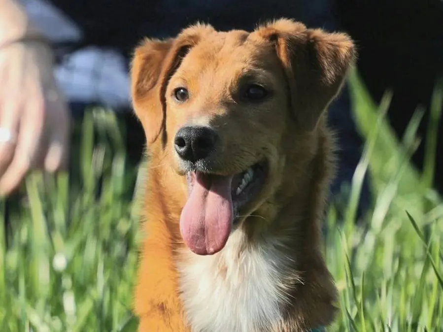 Adotta un cane, femmina, 3 anni, Como