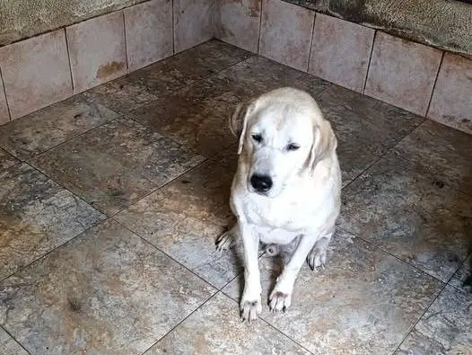 Adozione cane, maschio, Labrador Retriever Razza sconosciuta, 10 anni e 2 mesi, taglia media, Crotone