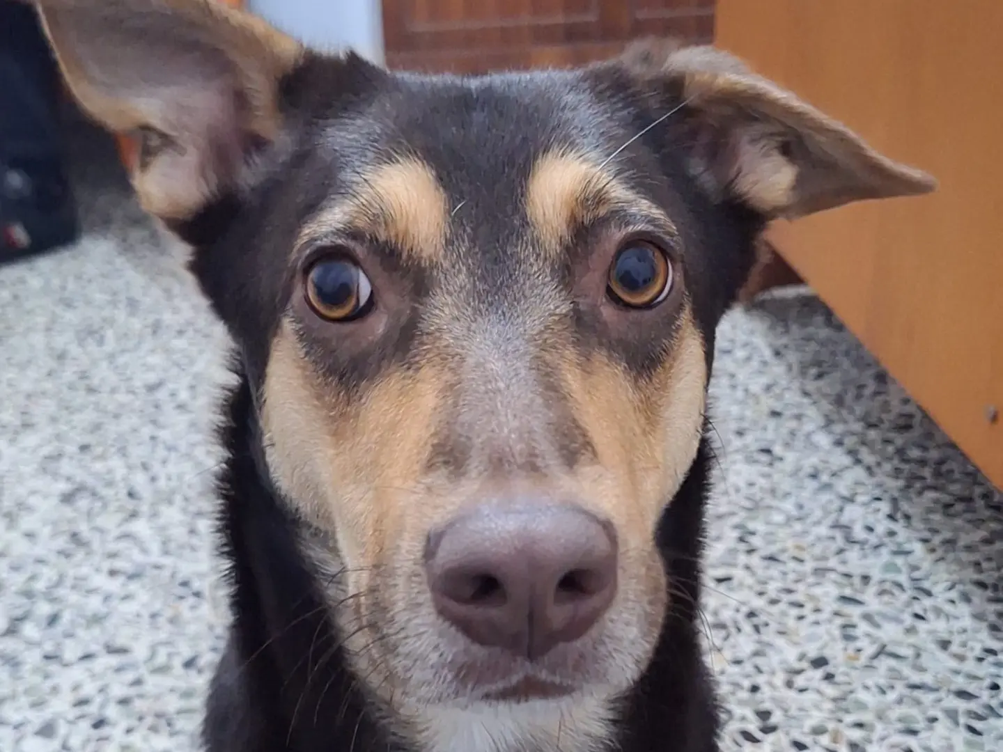 Adotta un cane, femmina, 1 anno e 9 mesi, Siracusa