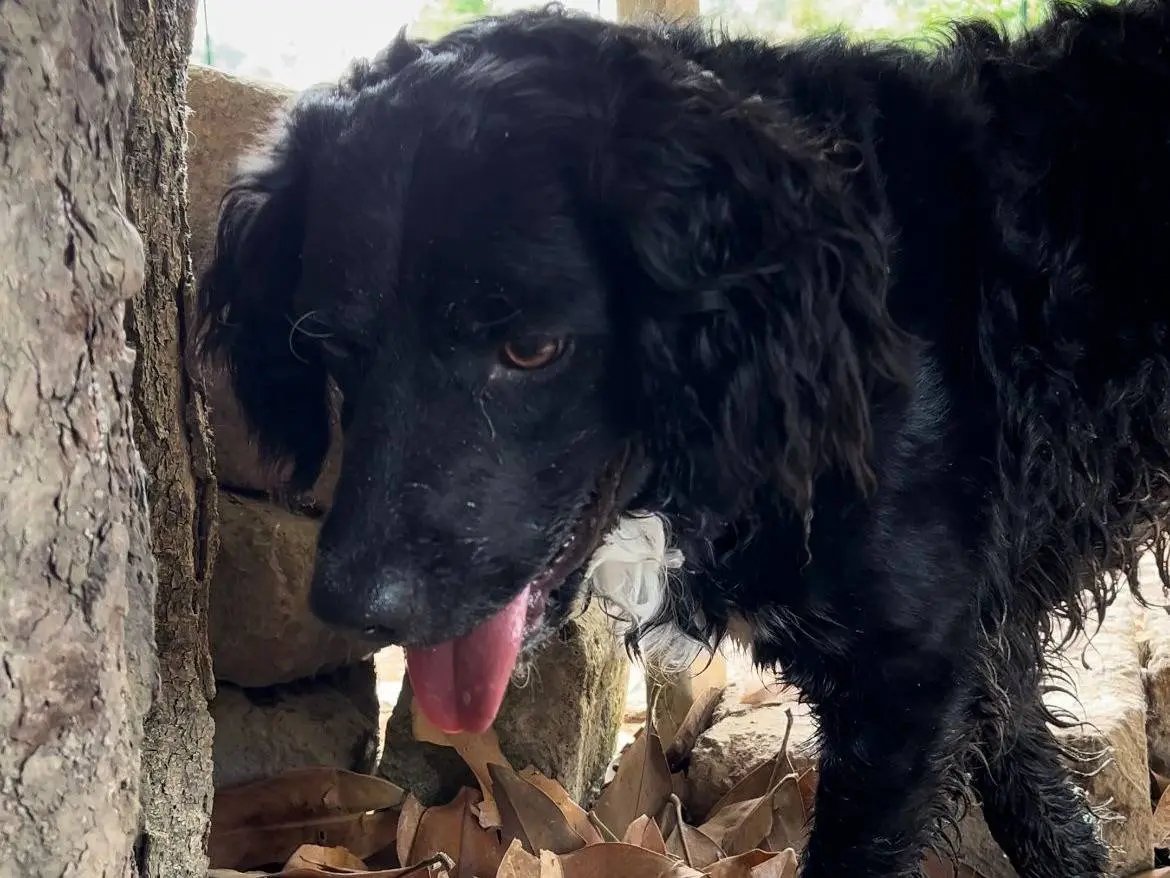 Adotta un cane, maschio, 5 anni e 7 mesi, Roma