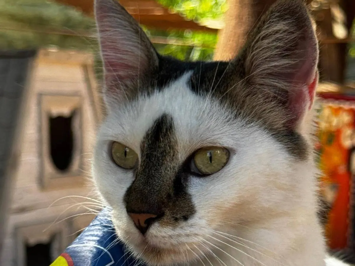 Adotta un gatto, femmina, 3 anni e 5 mesi, Trapani