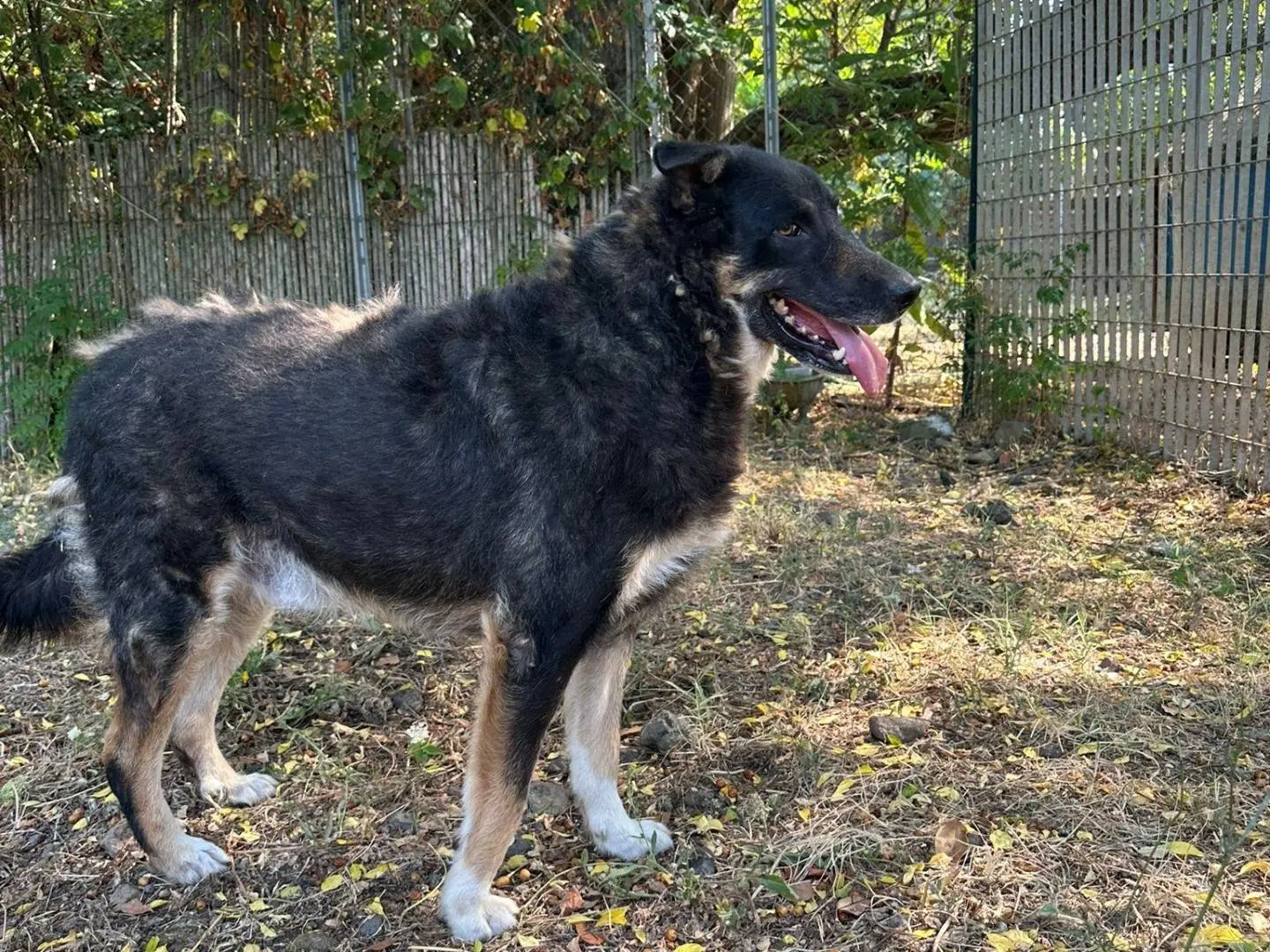 Adozione cane, maschio, Razza sconosciuta Razza sconosciuta, 7 anni, taglia grande, Latina