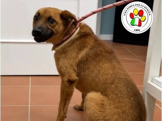 Adozione cane, femmina, Razza sconosciuta Razza sconosciuta, 1 anno e 1 mese, taglia piccola, Milano
