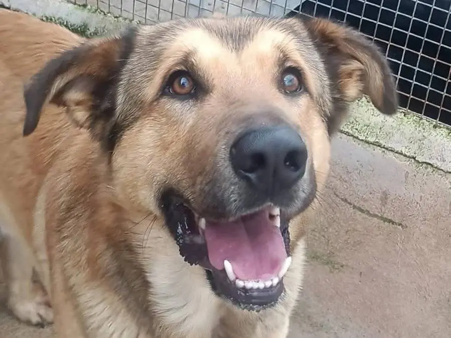 Adotta un cane, maschio, 3 anni e 8 mesi, Latina
