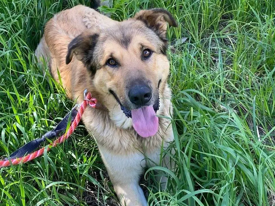 Adozione cane, maschio, Razza sconosciuta Razza sconosciuta, 3 anni e 8 mesi, taglia grande, Latina