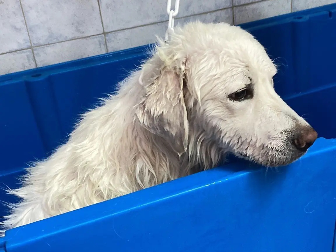 Vuoi adottare un cane a Como?