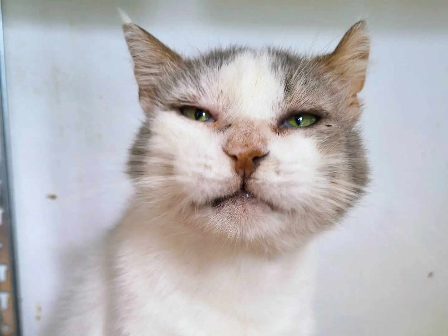 Adotta un gatto, maschio, 5 anni e 4 mesi, Torino