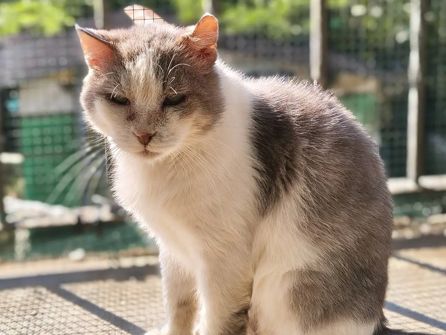 Adotta un gatto, taglia non valida, maschio, Torino