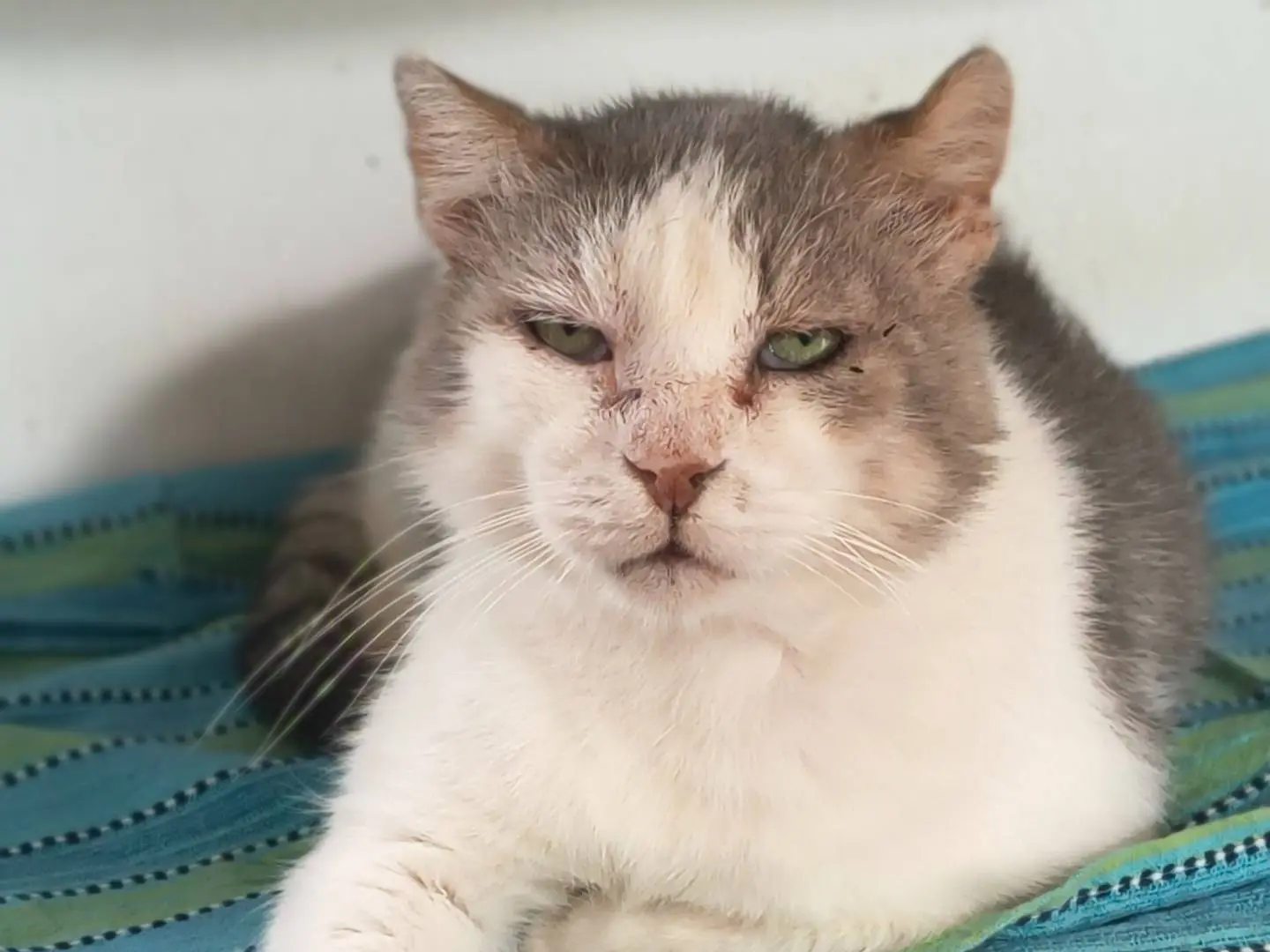 Adozione gatto, maschio, Razza sconosciuta Razza sconosciuta, 5 anni e 4 mesi, taglia non valida, Torino
