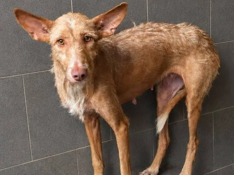 Adozione cane, femmina, Razza sconosciuta Razza sconosciuta, 4 anni e 2 mesi, taglia media contenuta, Milano