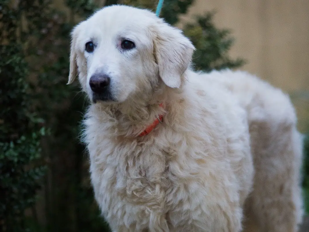 Adotta il cane Mia a Prato