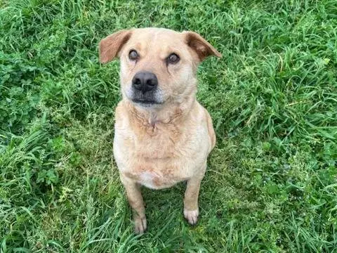 Adozione cane, maschio, Razza sconosciuta Razza sconosciuta, 9 anni e 3 mesi, taglia media contenuta, Napoli