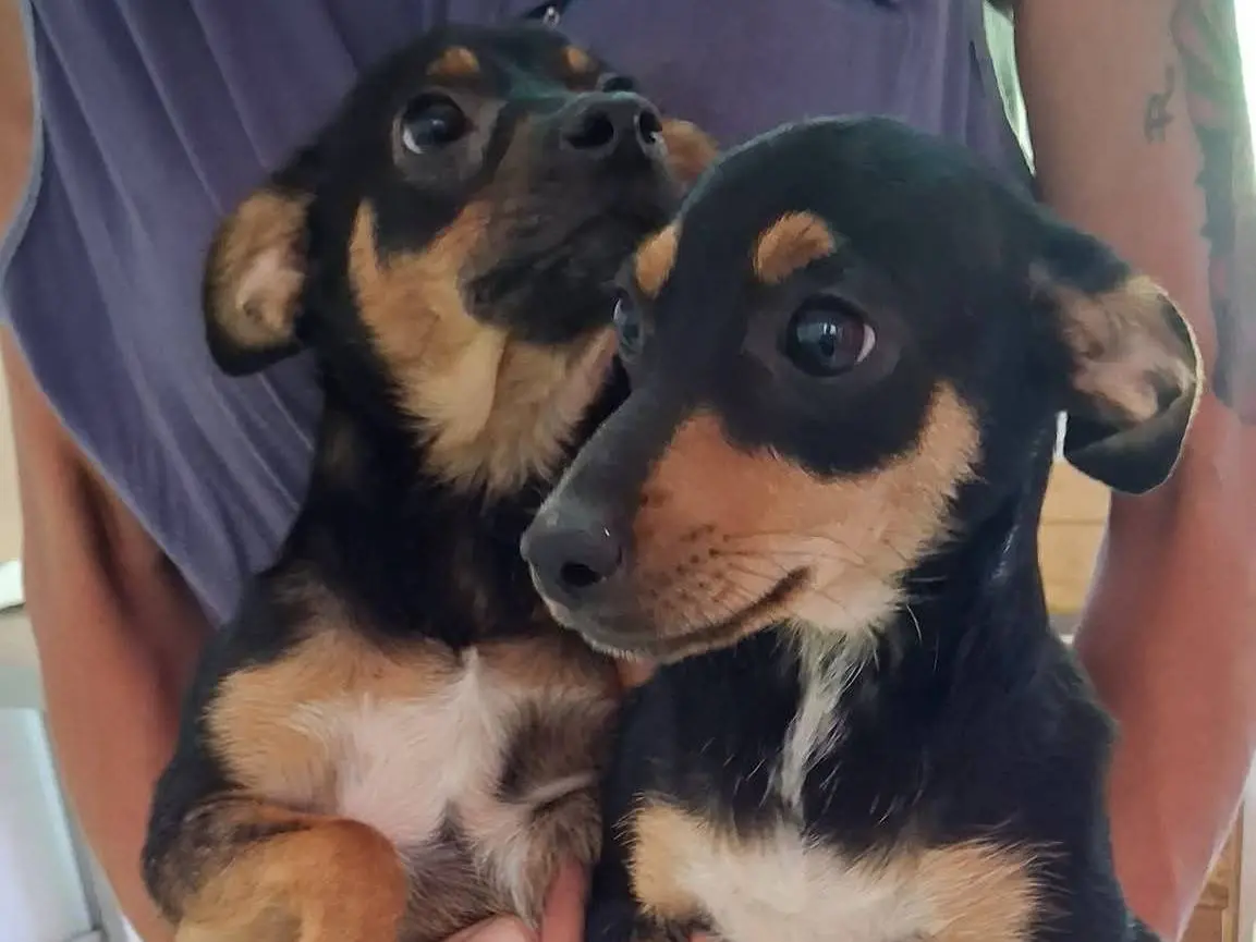 Adozione cane, femmina, Pinscher Razza sconosciuta, 1 anno e 2 mesi, taglia piccola, Vibo