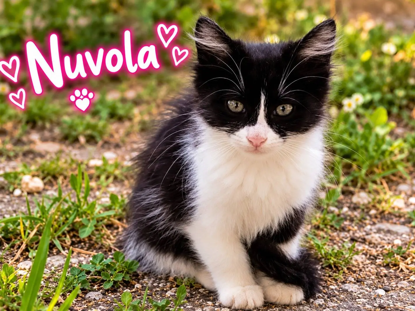 Adotta un gatto, femmina, 3 mesi, Chieti