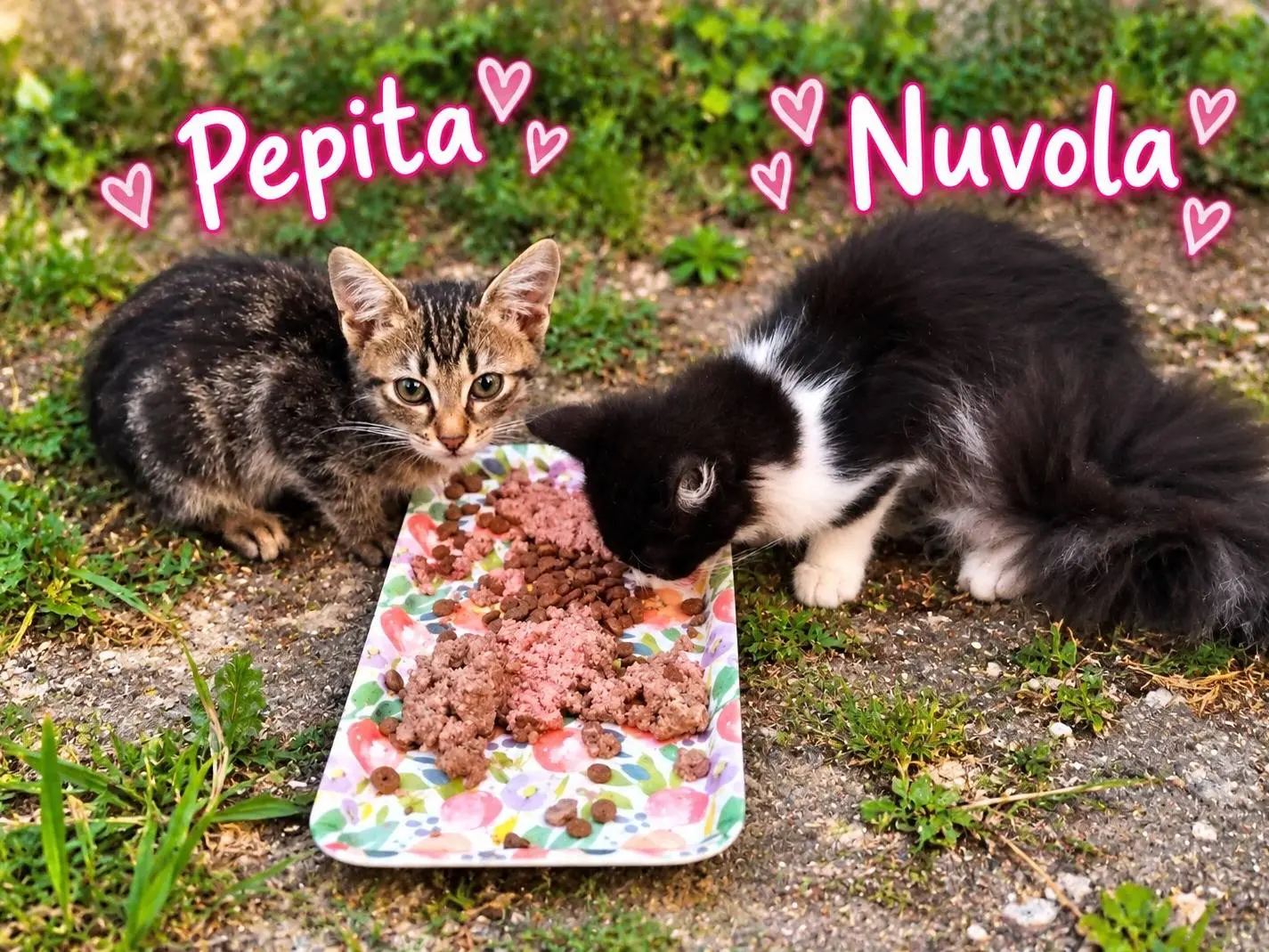 Adozione gatto, femmina, Razza sconosciuta Razza sconosciuta, 3 mesi, taglia non valida, Chieti