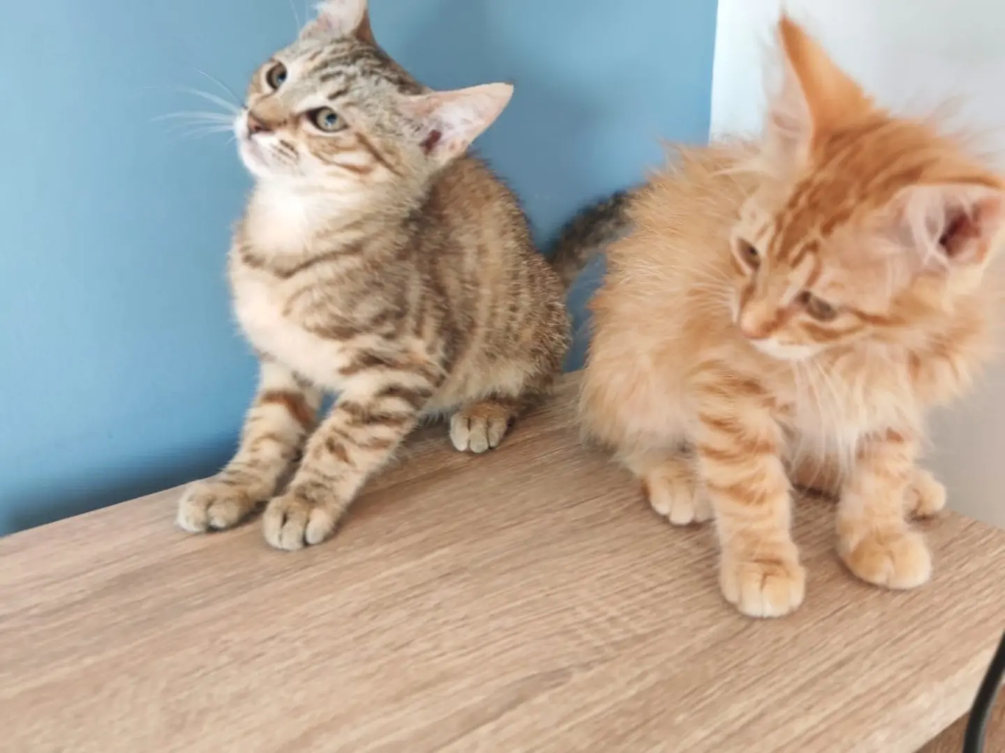 Adozione gatto, femmina, Razza sconosciuta Razza sconosciuta, 6 mesi, taglia non valida, Vibo