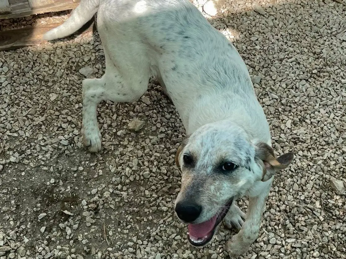Adozione cane, femmina, Segugio Razza sconosciuta, 8 mesi, taglia media, Frosinone
