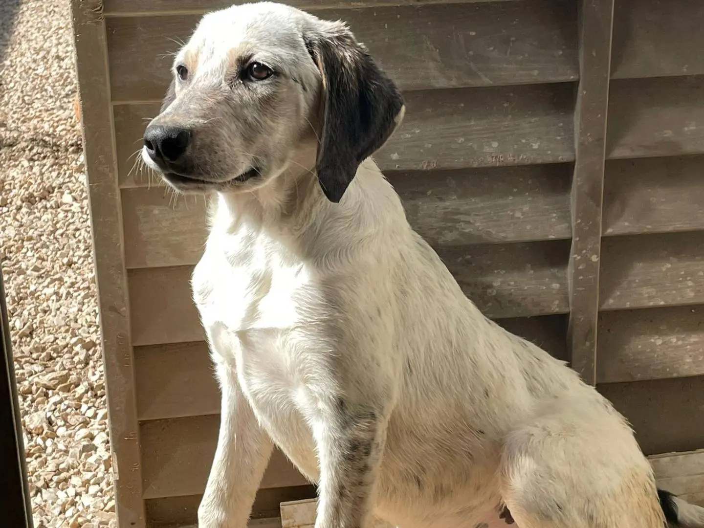Adotta il cane SIRYA a Frosinone