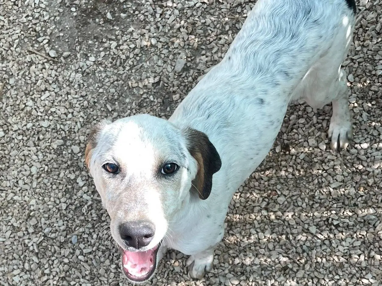 Vuoi adottare un cane a Frosinone?