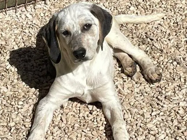Adotta un cane, femmina, 8 mesi, Frosinone