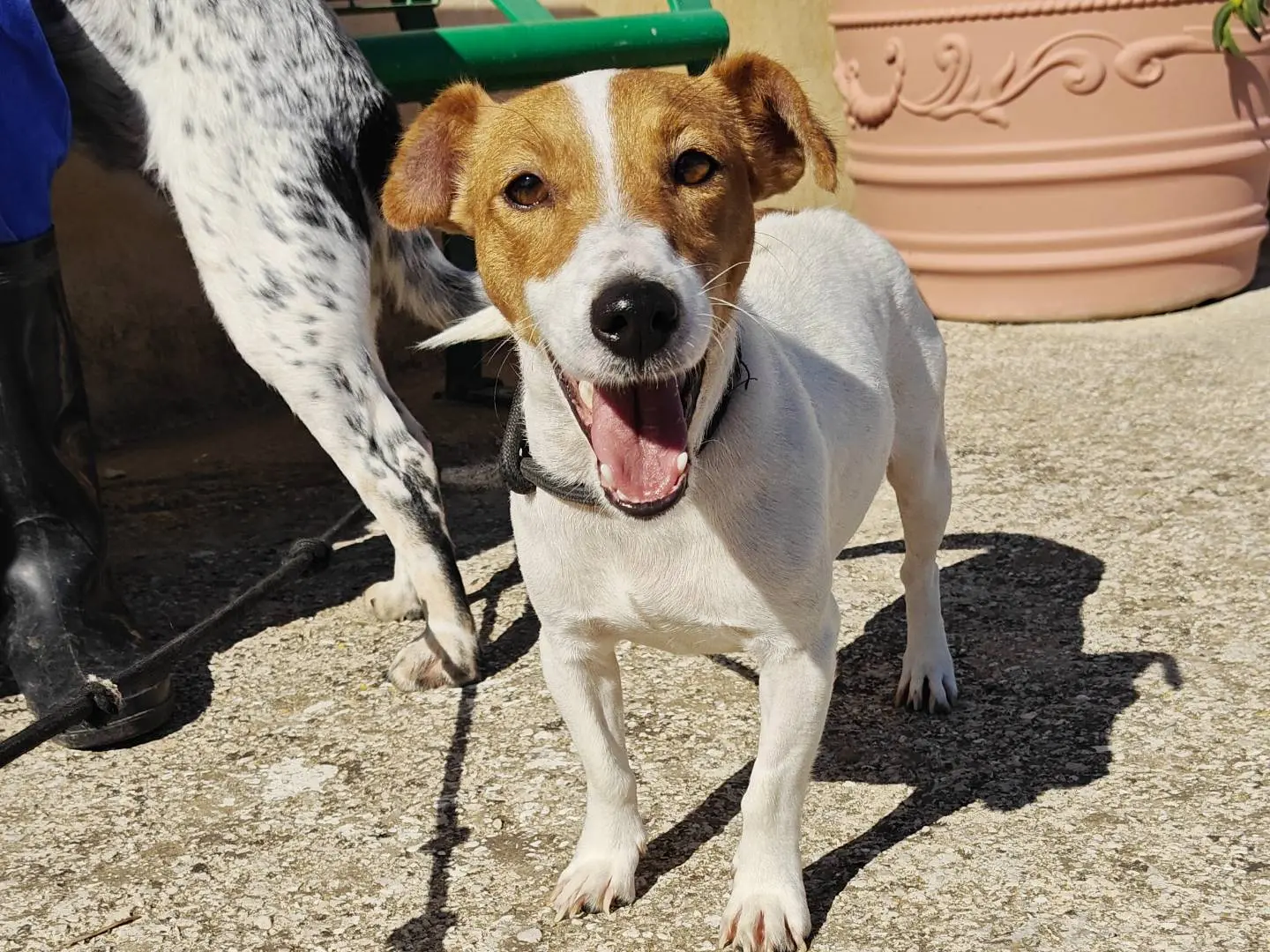Vuoi adottare un cane a Trapani?
