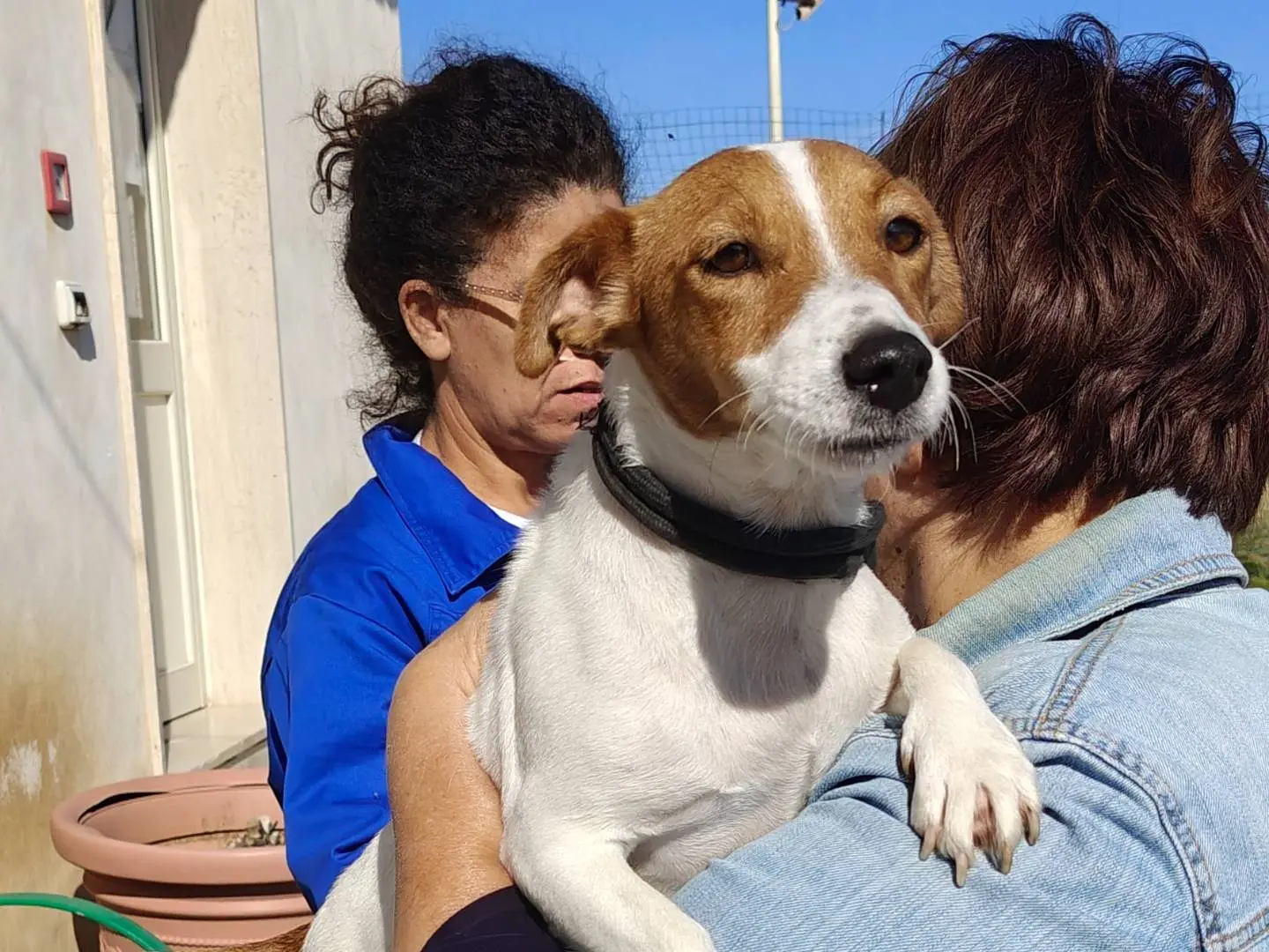 Adotta un cane, femmina, 2 anni e 4 mesi, Trapani