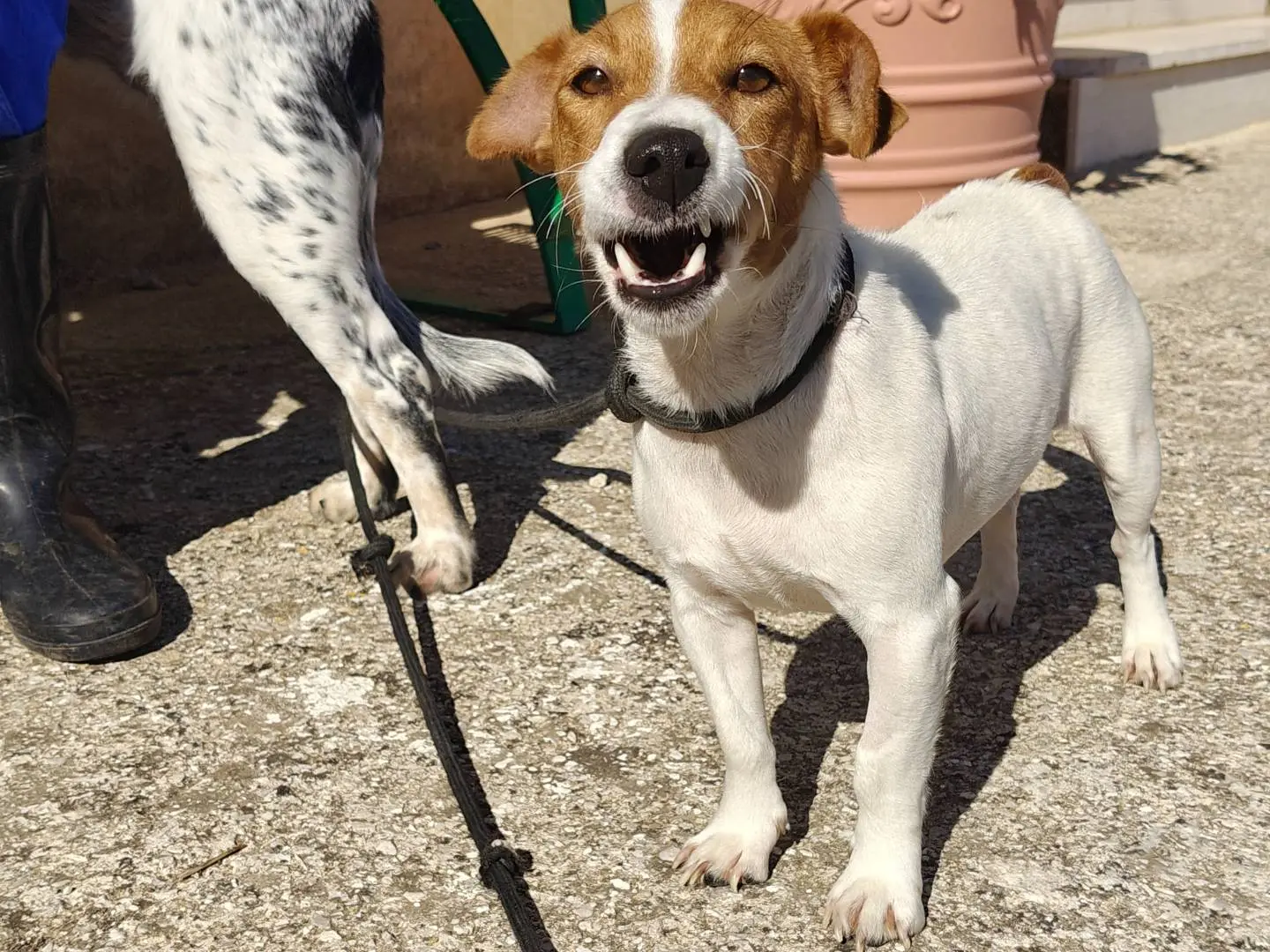 Adotta un cane, taglia piccola, femmina, Trapani