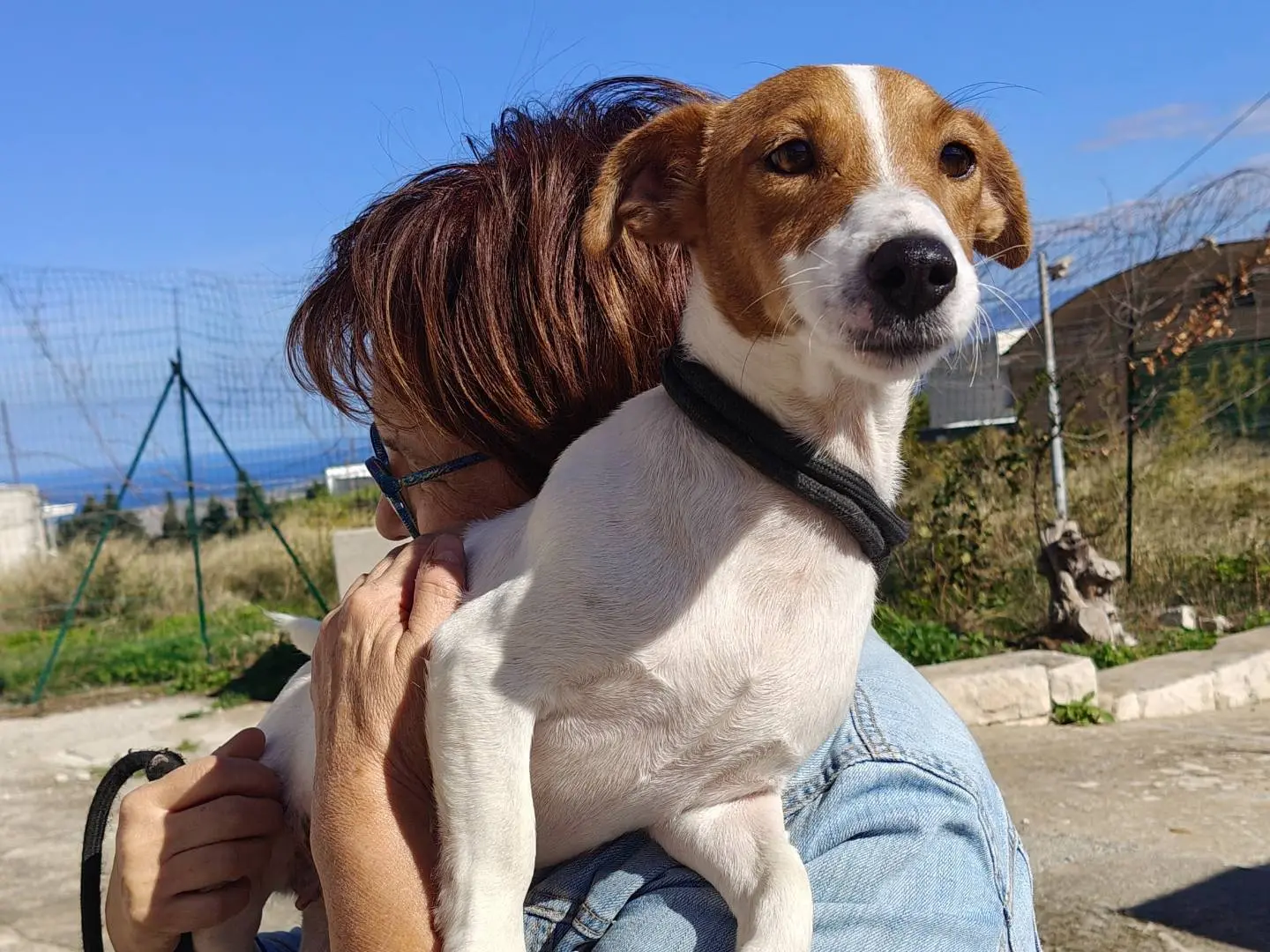 Adozione cane, femmina, Jack Russell Terrier Razza sconosciuta, 2 anni e 4 mesi, taglia piccola, Trapani