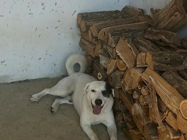Foto 3 dell'animale