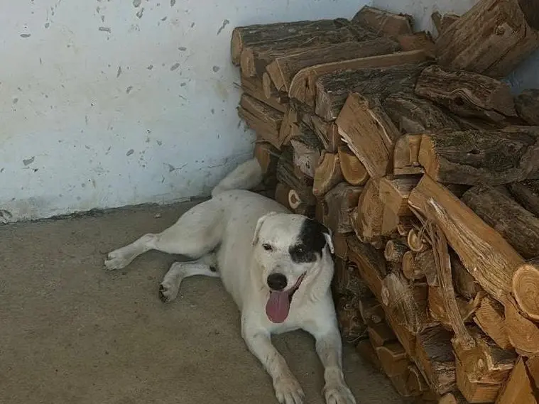 Adotta un cane, maschio, 9 anni e 5 mesi, Piacenza