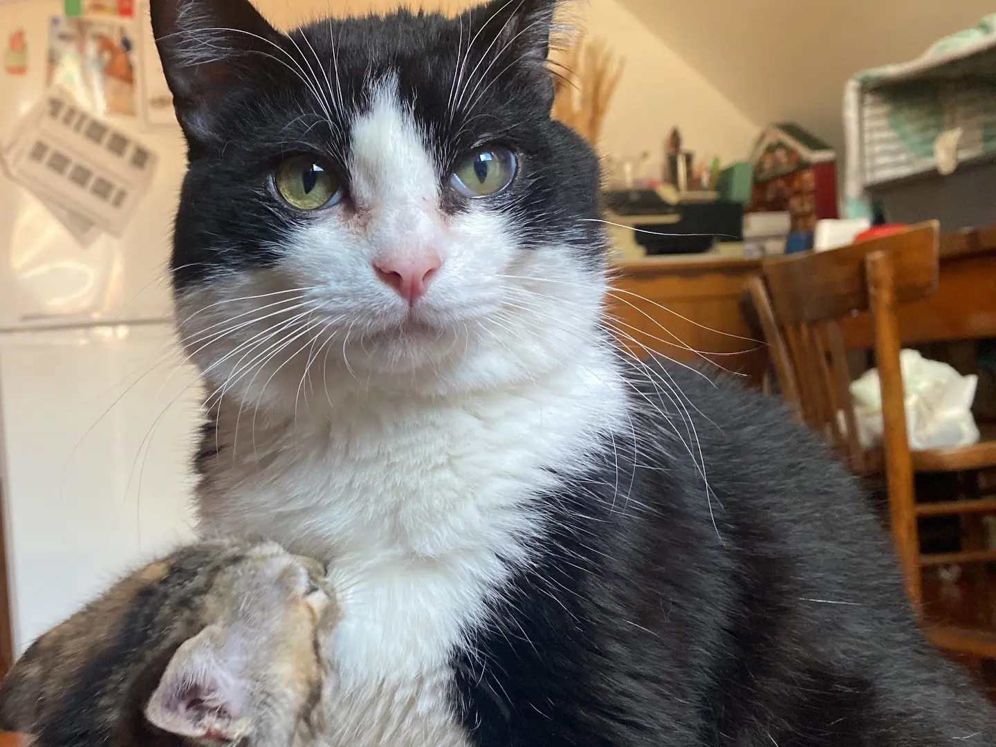 Adotta un gatto, maschio, 1 anno e 11 mesi, Teramo