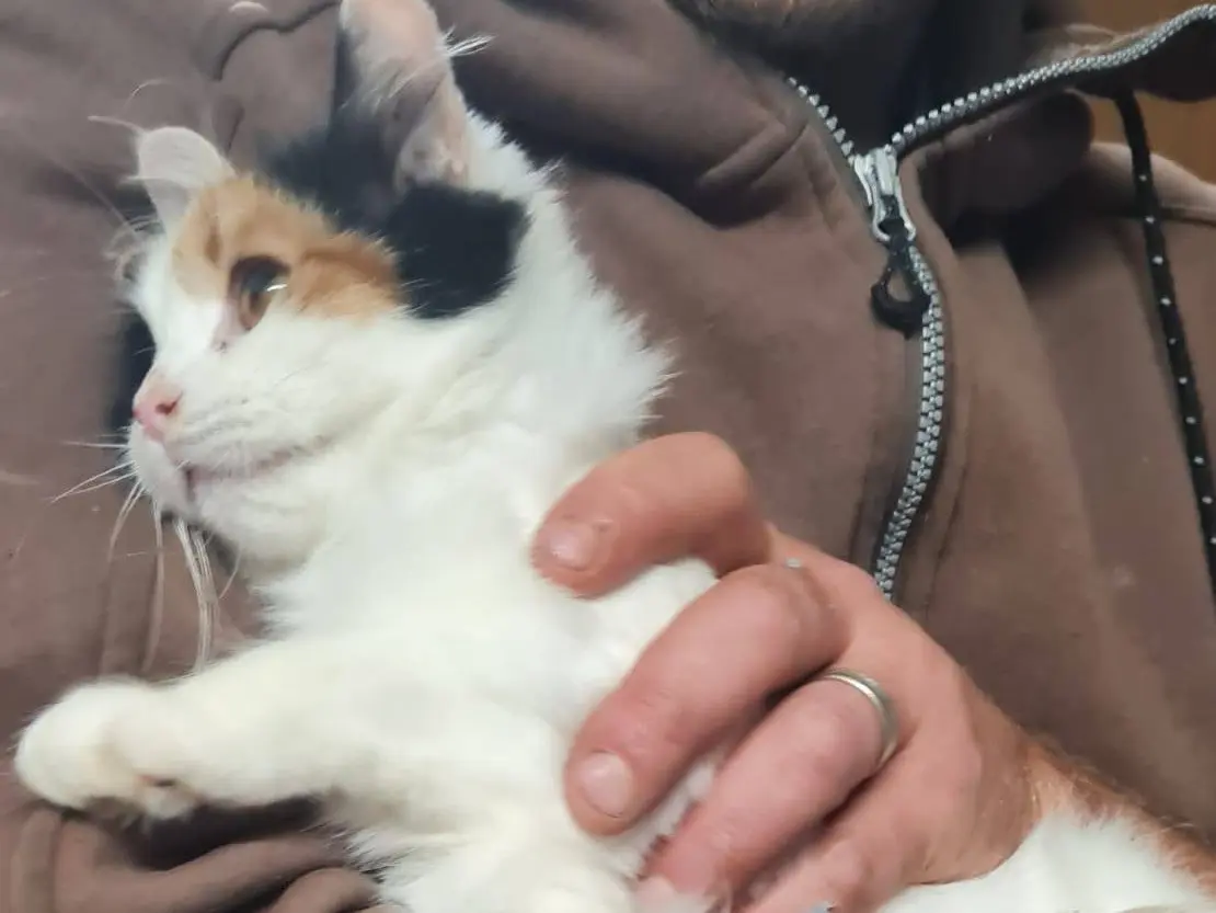 Adotta un gatto, taglia non valida, femmina, Trento