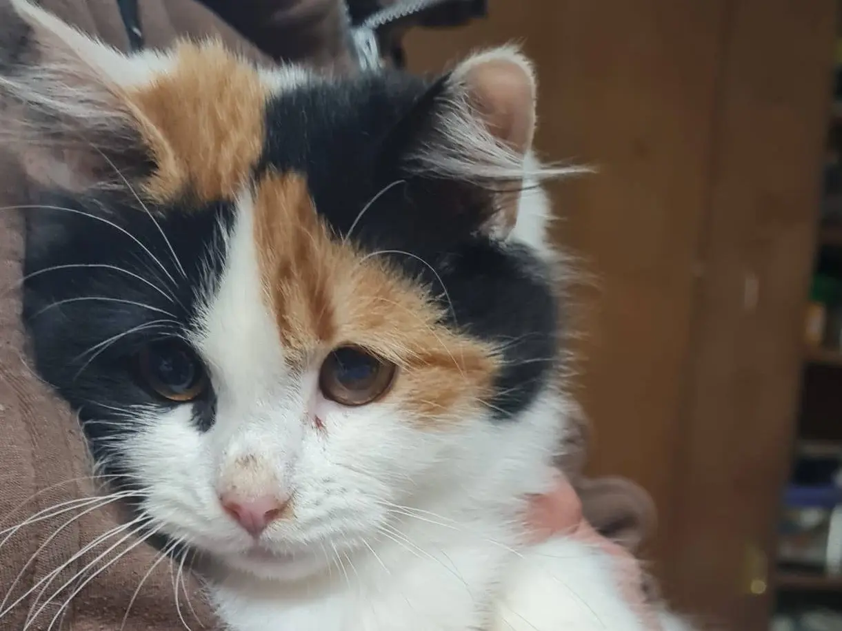 Adotta un gatto, femmina, 1 anno e 6 mesi, Trento