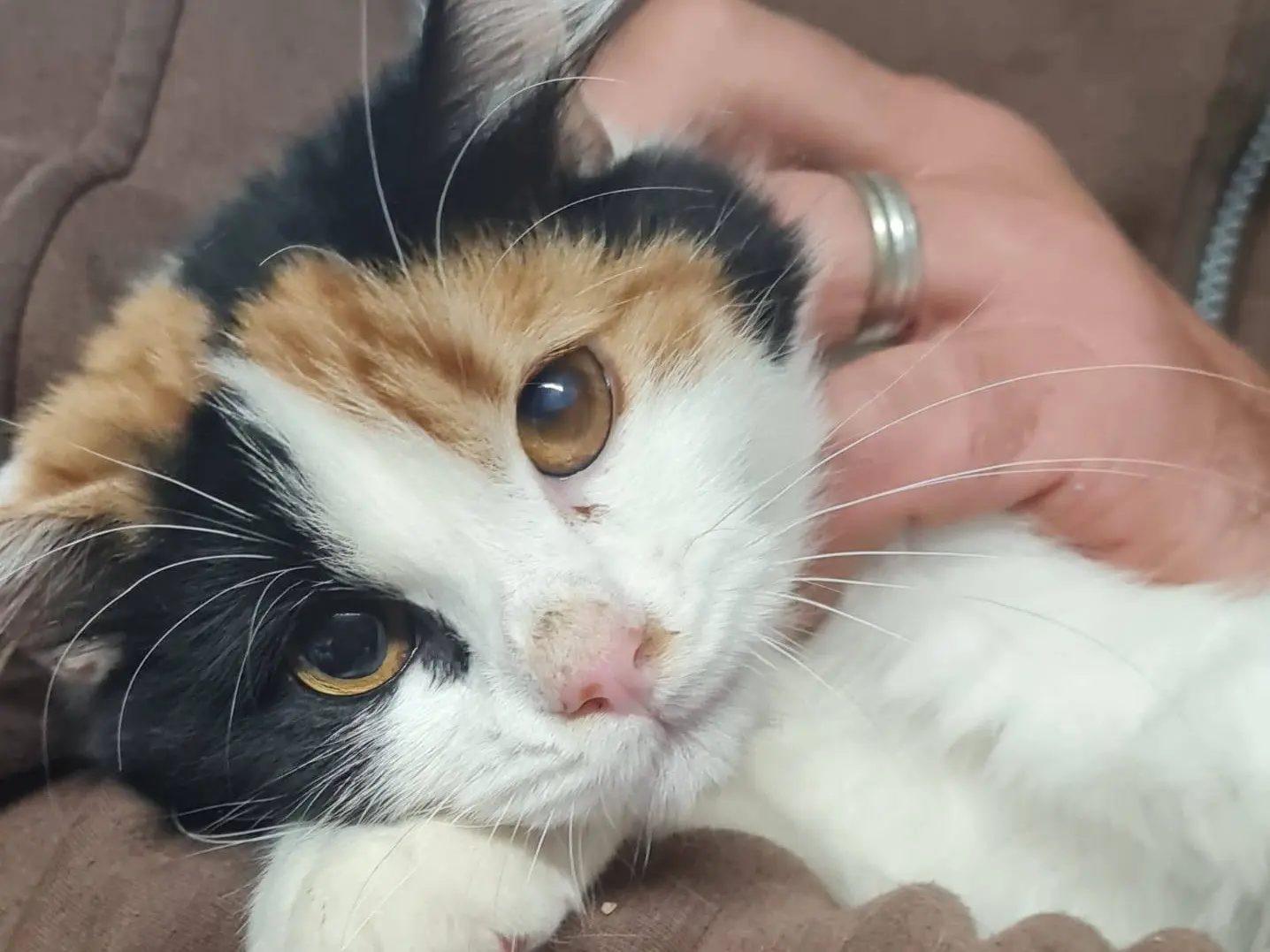 Adozione gatto, femmina, Razza sconosciuta Razza sconosciuta, 1 anno e 6 mesi, taglia non valida, Trento