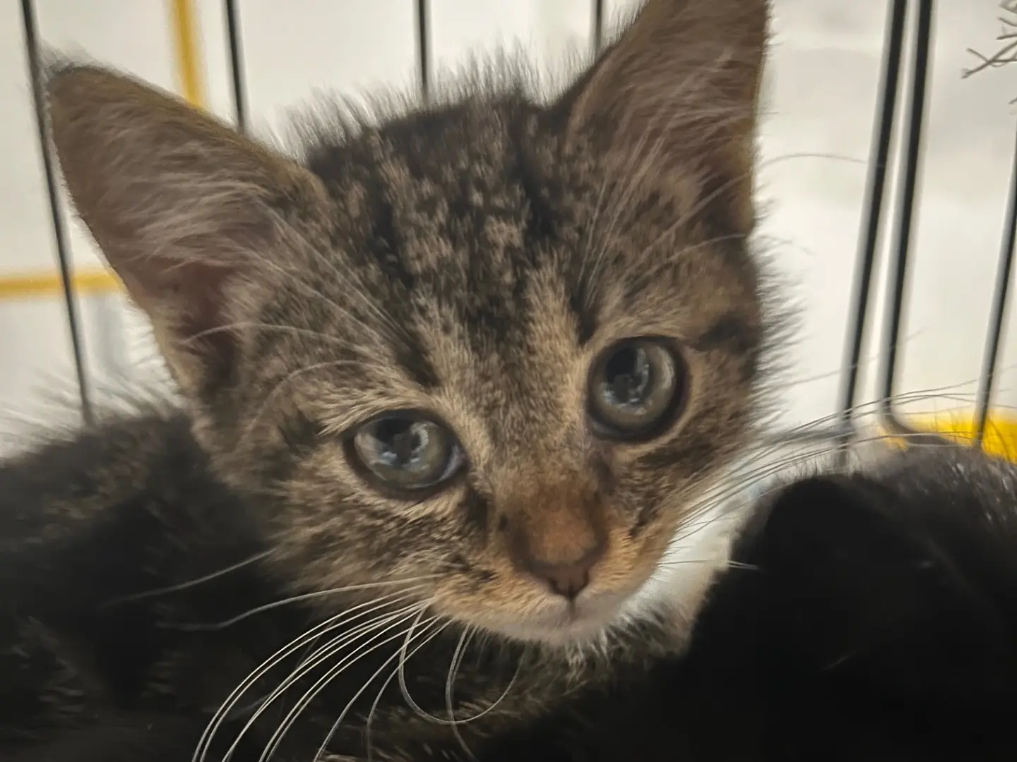 Adotta un gatto, femmina, 2 mesi, Padova